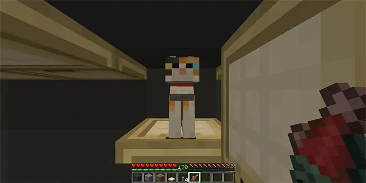 cat